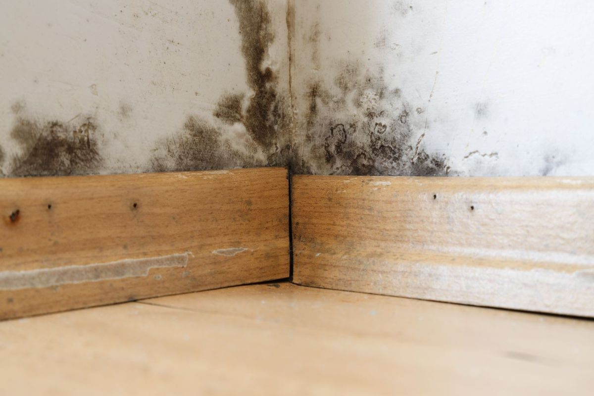 Discover the Hidden Dangers of Mold in Your Home